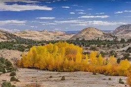 熊猫体育平台-里程碑夜！犹他爵士强势反弹，中超窗口期刷纪录，管理层满意，临场指挥获称赞